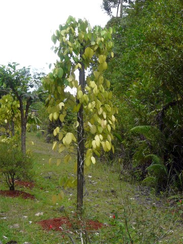 Pepper Plant